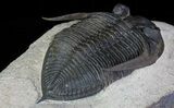 Zlichovaspis Trilobite - Excellent Preservation #66344-4